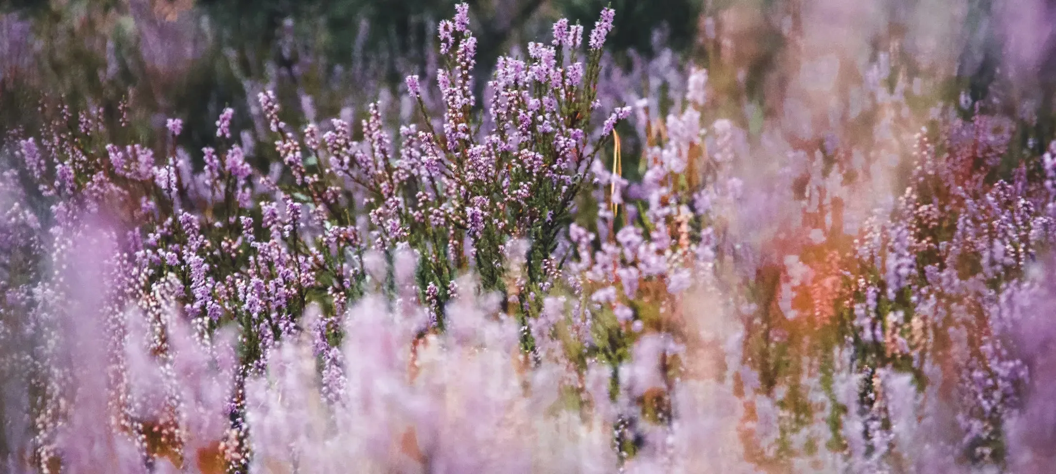 Eucalan 100mL Lavender