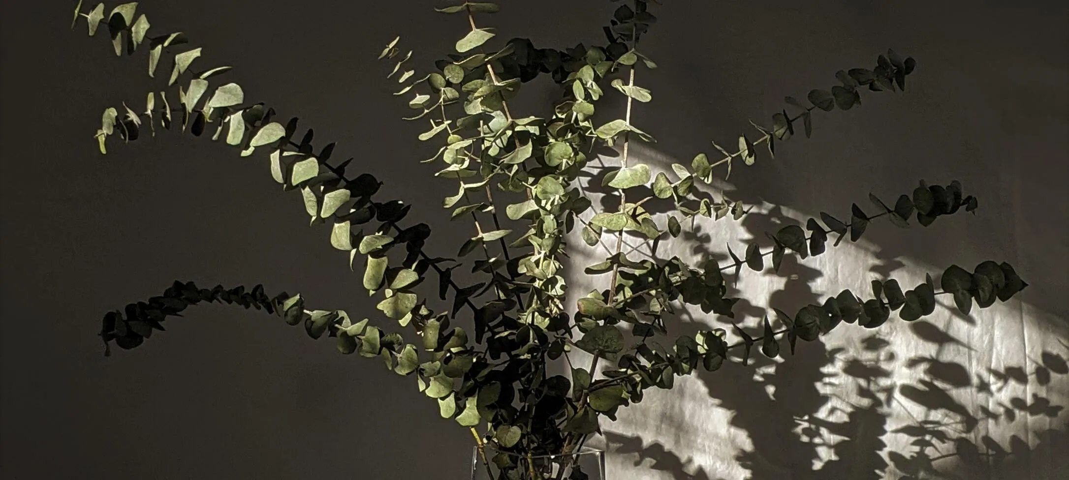 Eucalan 4 Litre Eucalyptus