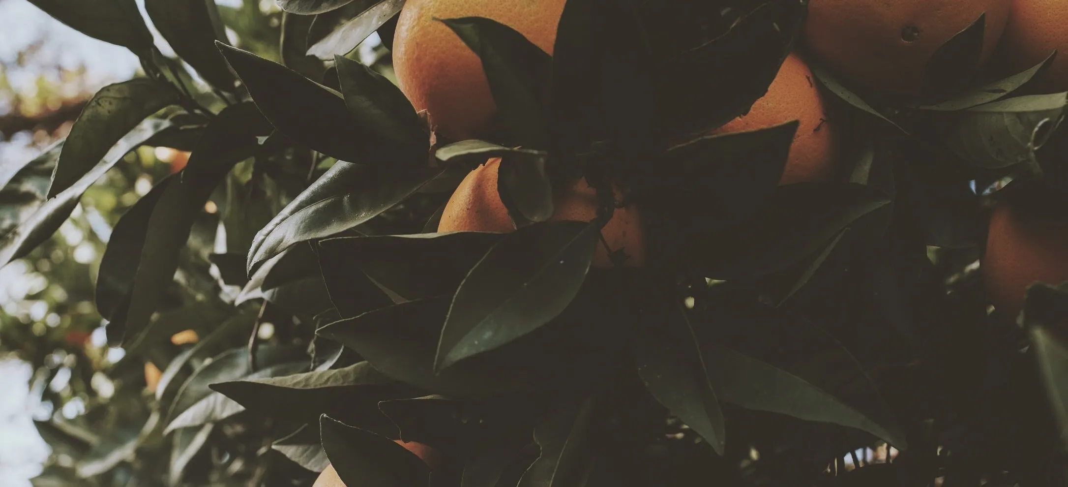 Eucalan 4 Litre Grapefruit