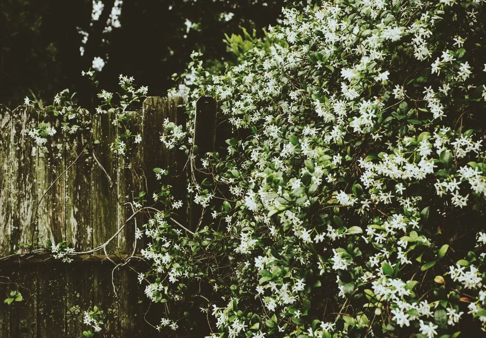 Eucalan 4 Litre Jasmine