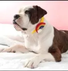 Mimi Green Dog Collar Accessories